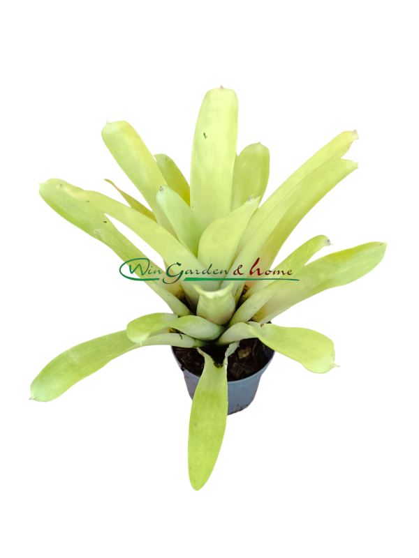Aechmea gamosepala