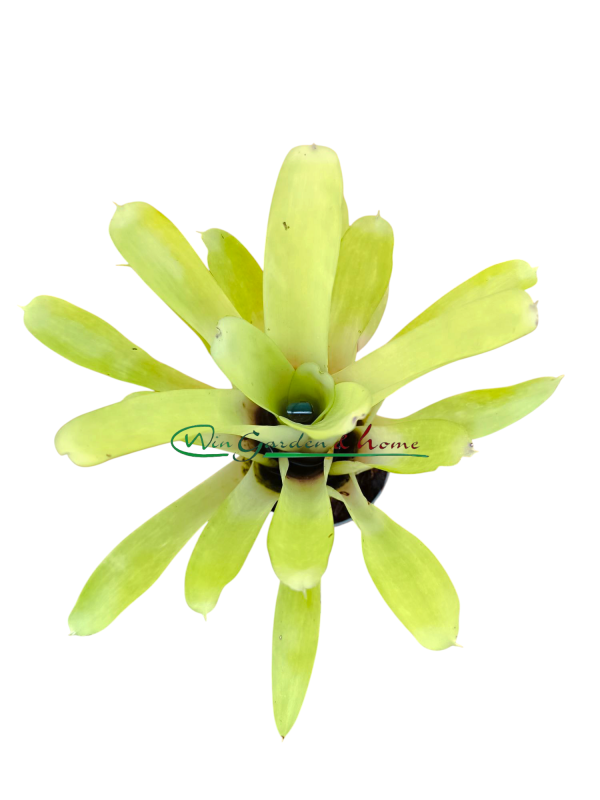 Aechmea gamosepala