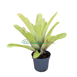 Aechmea gamosepala