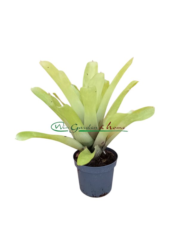 49921 Aechmea gamosepala