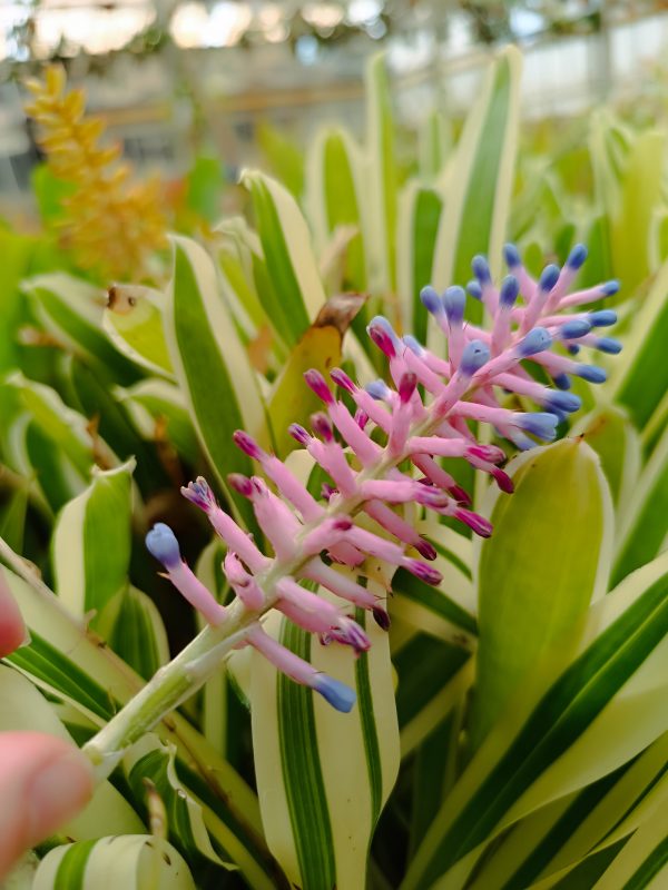 Aechmea gamosepala Lucky Stripes