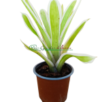 Aechmea gamosepala Lucky Stripes