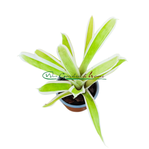 Aechmea gamosepala Lucky Stripes