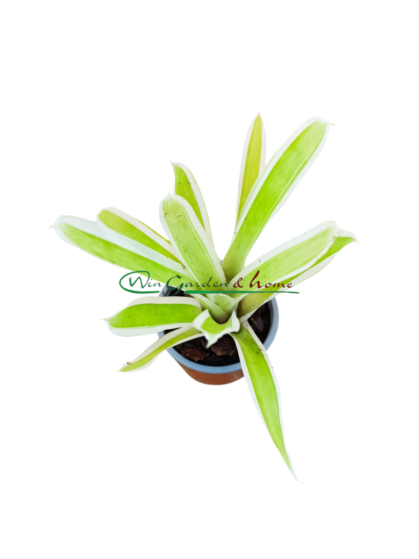 Aechmea gamosepala Lucky Stripes