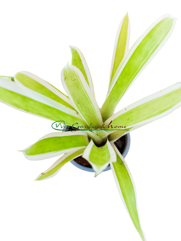 Aechmea gamosepala Lucky Stripes