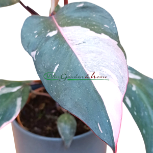 Philodendron Pink Princess