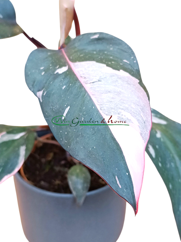 Philodendron Pink Princess