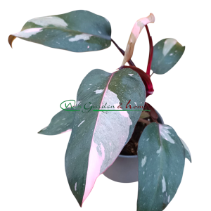 Philodendron Pink Princess