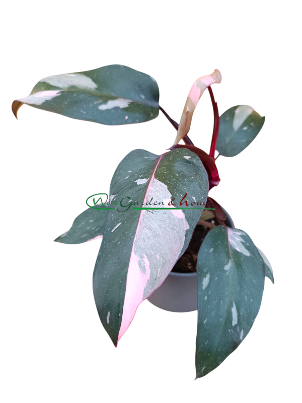 Philodendron Pink Princess