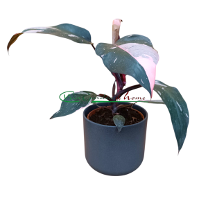 Philodendron Pink Princess