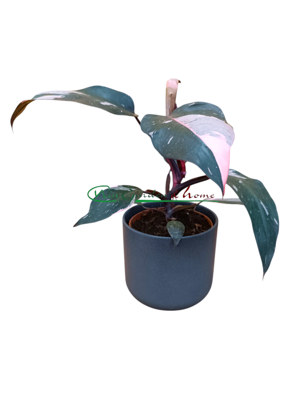 50175 Philodendron Pink Princess