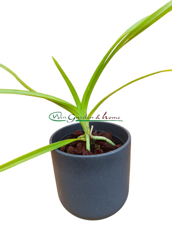Vanda suavis