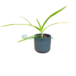 Vanda suavis