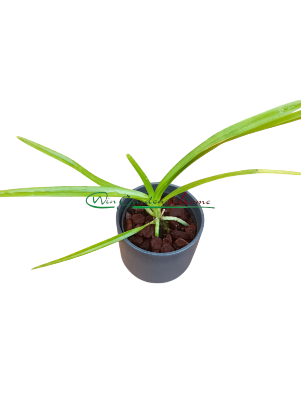 Vanda suavis