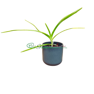 Vanda suavis