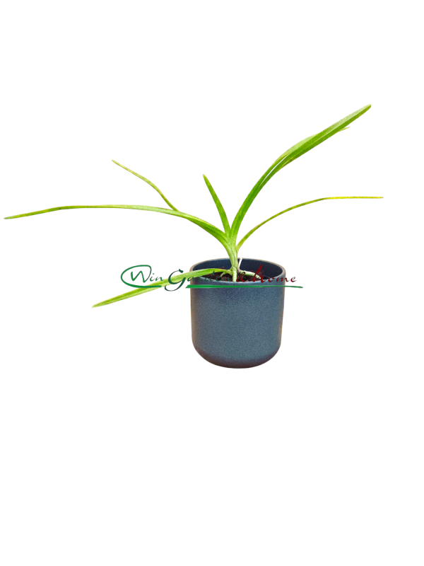 50662 Vanda suavis