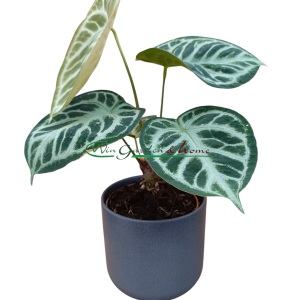 ANTHURIUM SILVER BLUSH
