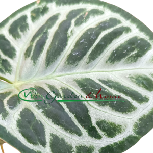 ANTHURIUM SILVER BLUSH