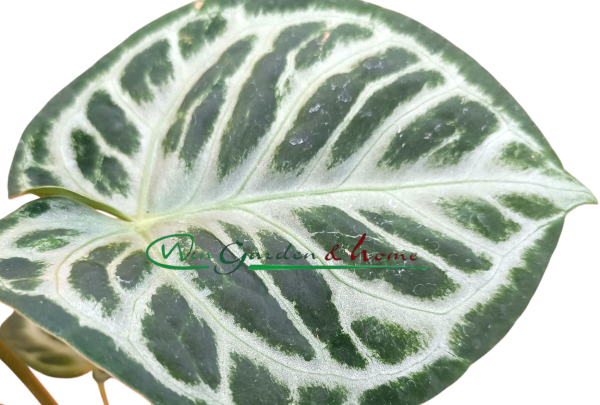 ANTHURIUM SILVER BLUSH