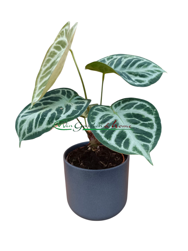 50989 ANTHURIUM SILVER BLUSH