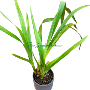 Cymbidium Rocky Creek Gotcha