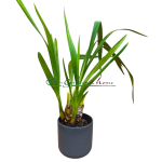 Cymbidium Rocky Creek Gotcha