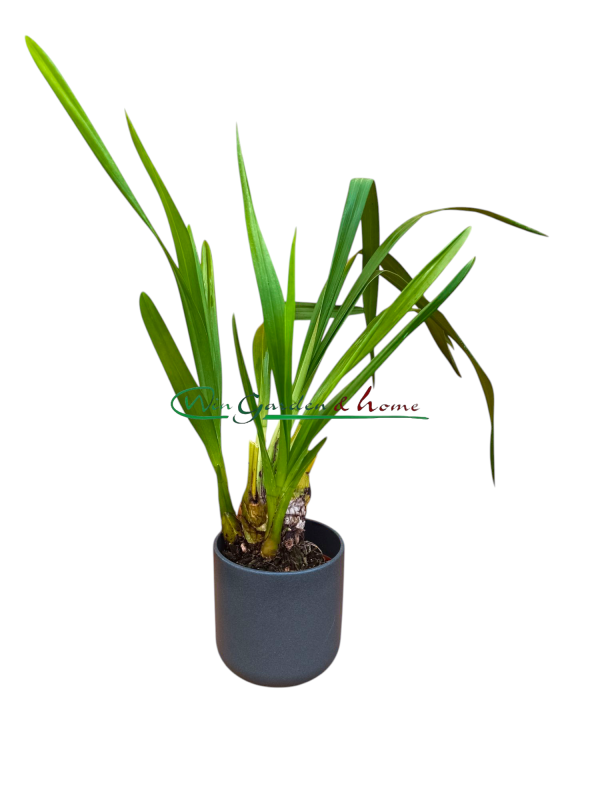 51033 Cymbidium Rocky Creek Gotcha