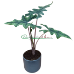 ALOCASIA JACKLYN