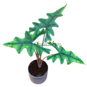 ALOCASIA JACKLYN
