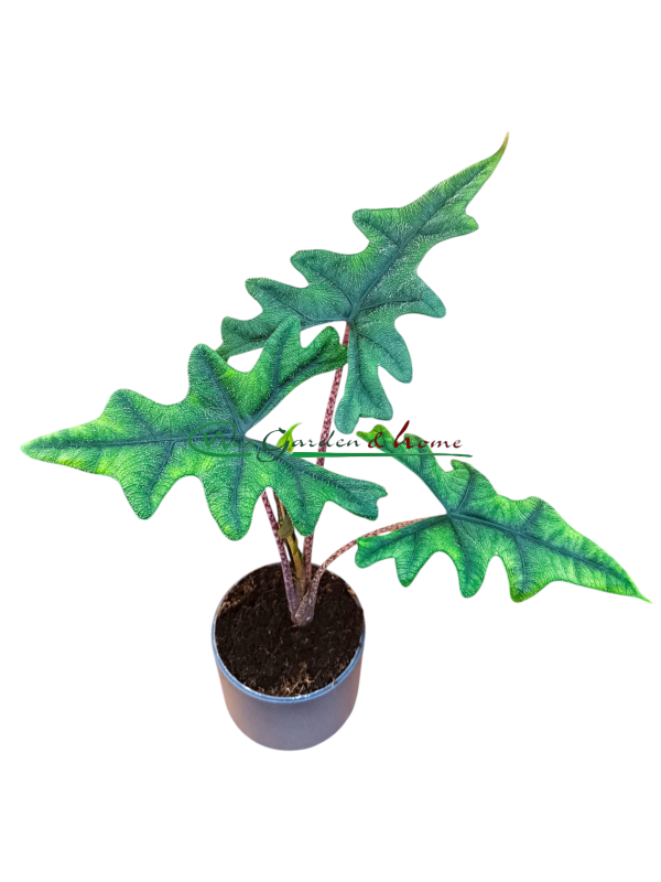 ALOCASIA JACKLYN