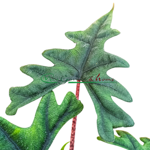 ALOCASIA JACKLYN