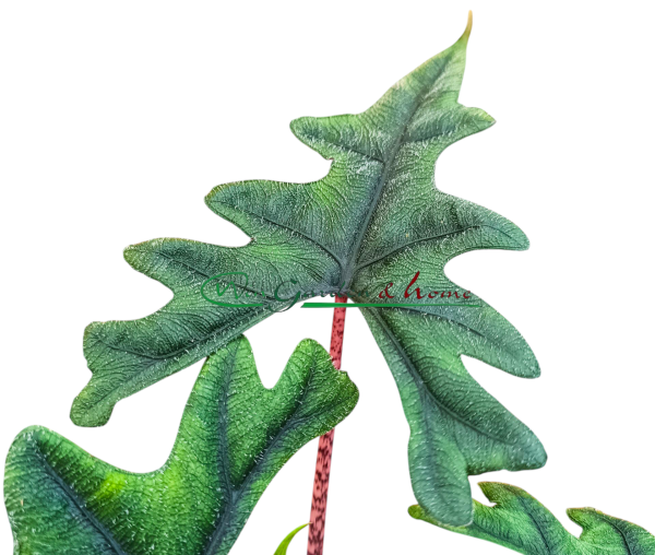 ALOCASIA JACKLYN