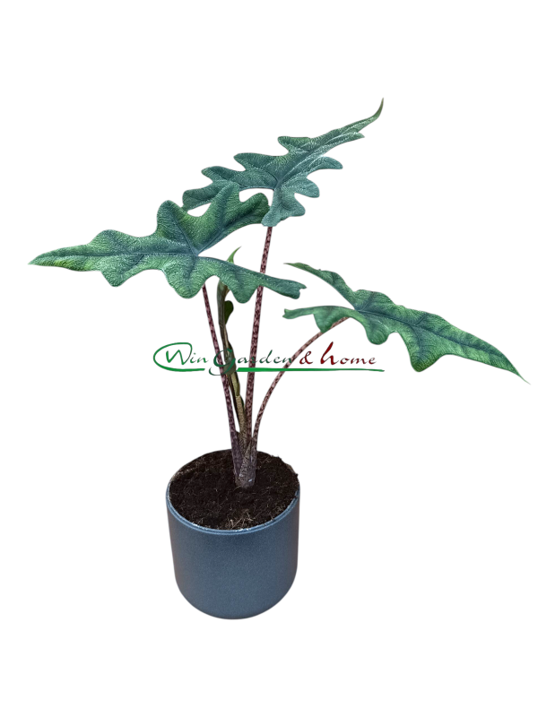 51304 ALOCASIA JACKLYN