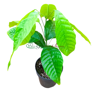 Theobroma Cacao