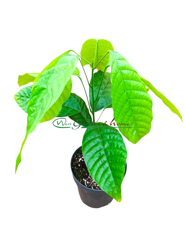 Theobroma Cacao