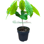 Theobroma Cacao