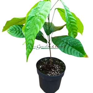 Theobroma Cacao