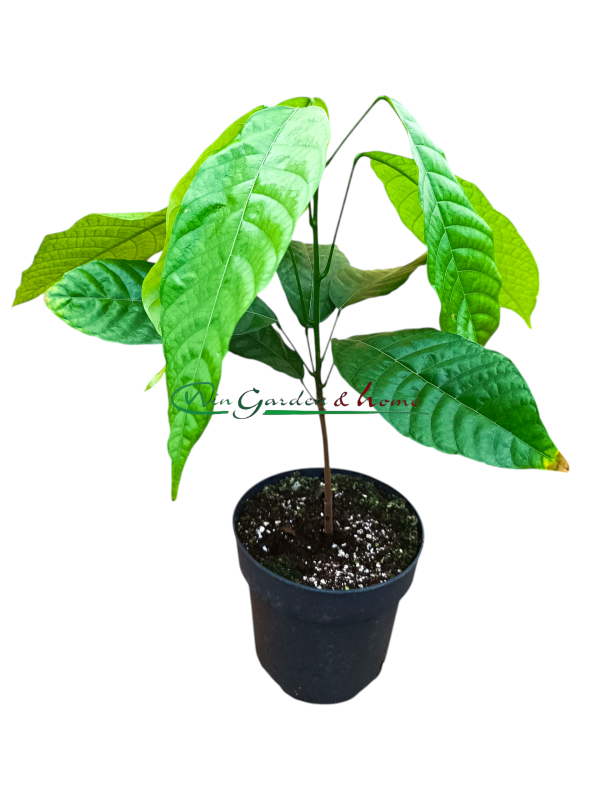 Theobroma Cacao