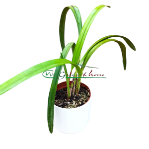 Arpophyllum giganteum