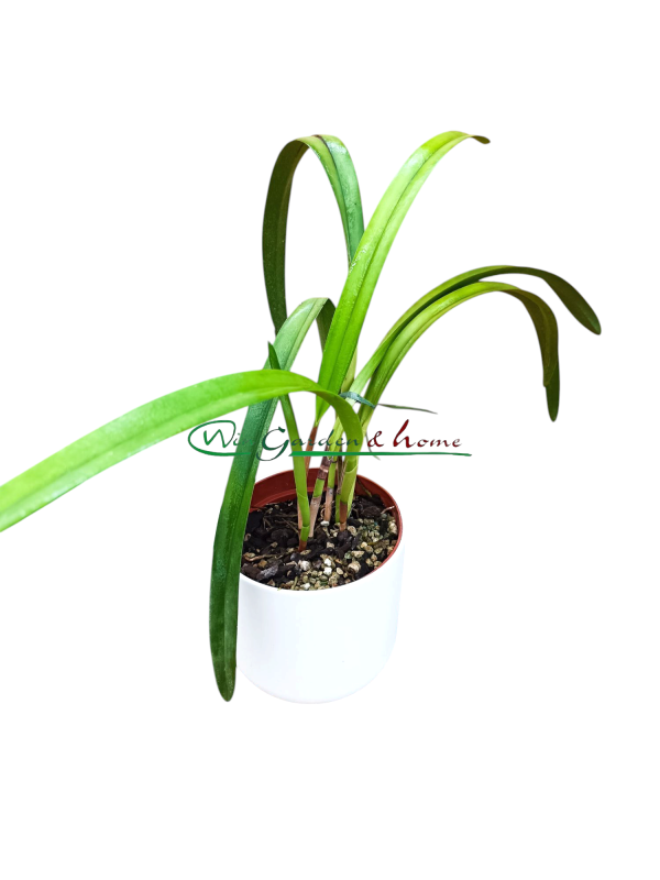 Arpophyllum giganteum
