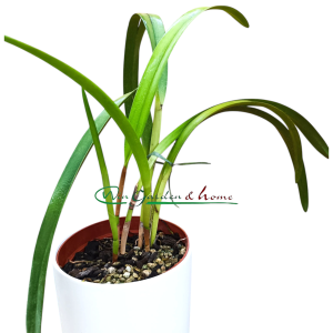 Arpophyllum giganteum