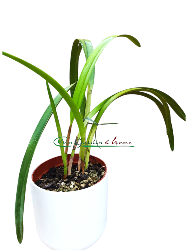 Arpophyllum giganteum
