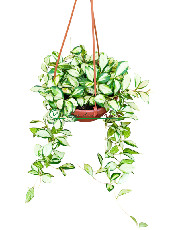 HOYA HEUSCHKELIANA VARIEGATA