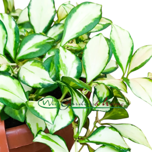 HOYA HEUSCHKELIANA VARIEGATA