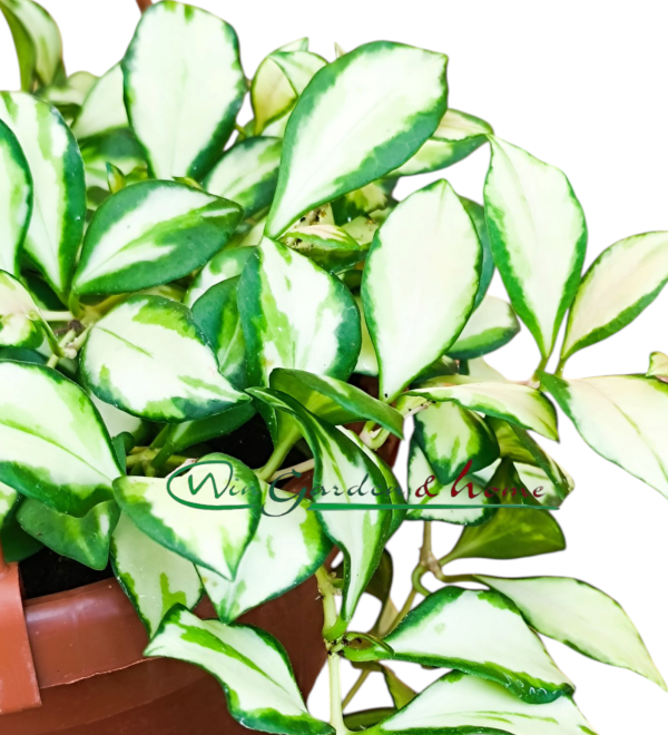 HOYA HEUSCHKELIANA VARIEGATA