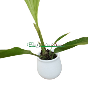 Stanhopea schilleriana