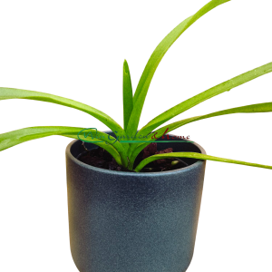 Vanda luzonica
