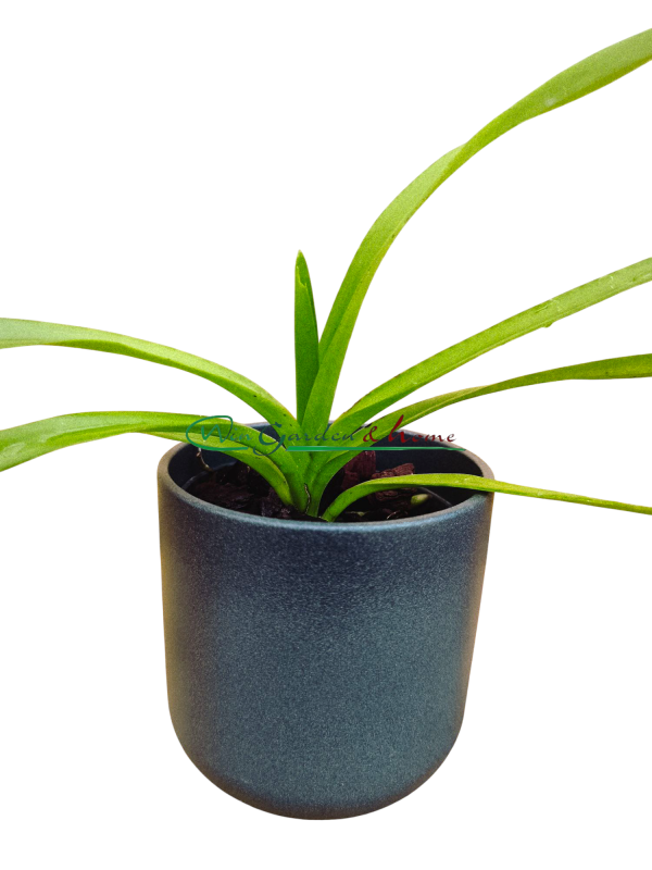 Vanda luzonica