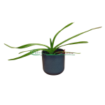 Vanda luzonica