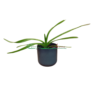 Vanda luzonica